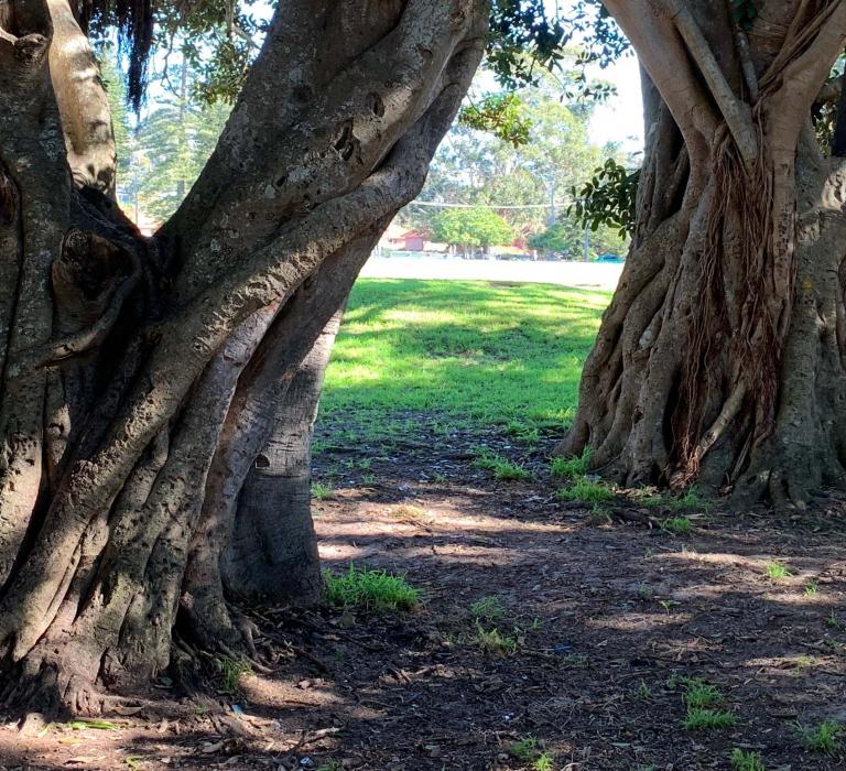 Arboriculture